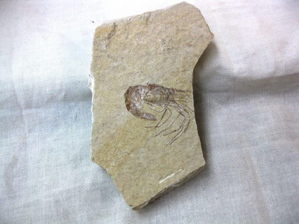 General Cretaceous Age Shrimp Fossils From Lebanon For Sale #44