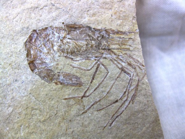 General Cretaceous Age Shrimp Fossils From Lebanon For Sale #44a