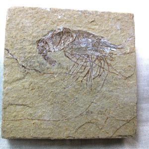 General Cretaceous Age Shrimp Fossils From Lebanon For Sale #46