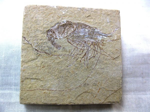 General Cretaceous Age Shrimp Fossils From Lebanon For Sale #46