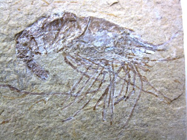 General Cretaceous Age Shrimp Fossils From Lebanon For Sale #46a