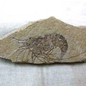 General Cretaceous Age Shrimp Fossils From Lebanon For Sale #48