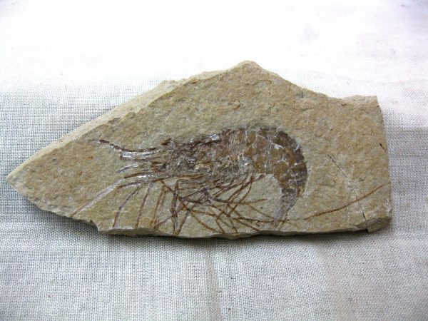 General Cretaceous Age Shrimp Fossils From Lebanon For Sale #48