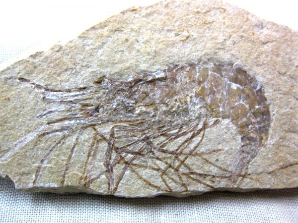 General Cretaceous Age Shrimp Fossils From Lebanon For Sale #48a