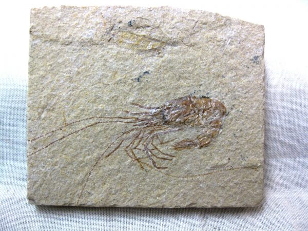 General Cretaceous Age Shrimp Fossils From Lebanon For Sale #56