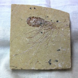 General Cretaceous Age Shrimp Fossils From Lebanon For Sale #59