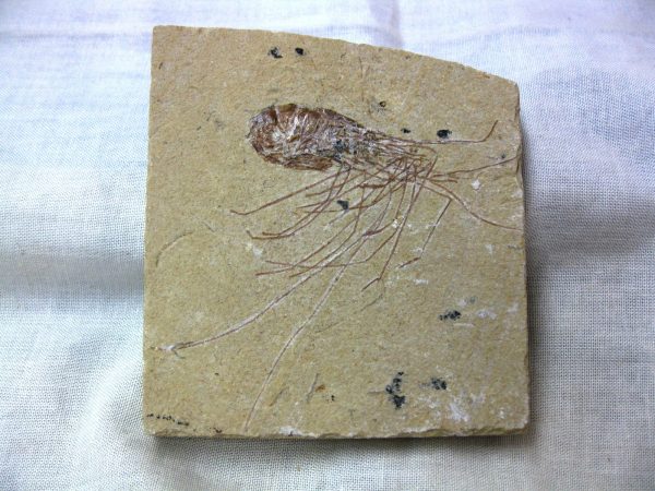 General Cretaceous Age Shrimp Fossils From Lebanon For Sale #59