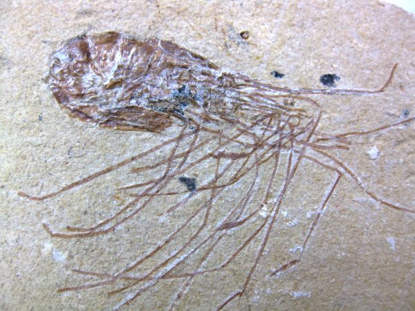 General Cretaceous Age Shrimp Fossils From Lebanon For Sale #59a