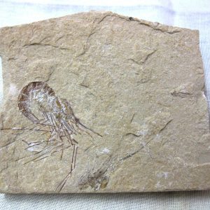 General Cretaceous Age Shrimp Fossils From Lebanon For Sale #60