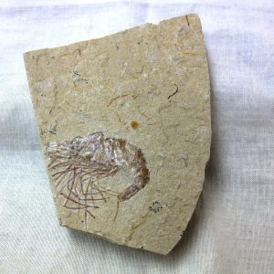 General Cretaceous Age Shrimp Fossils From Lebanon For Sale #61