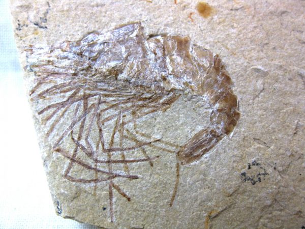 General Cretaceous Age Shrimp Fossils From Lebanon For Sale #61a