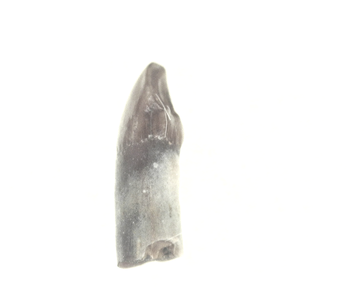 Genuine Cretaceous Age Mammal Tooth from South Dakota for Sale #89