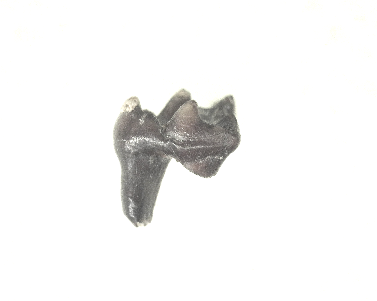 Genuine Cretaceous Age Mammal Tooth from South Dakota for Sale #93