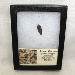 Insect Cocoon (Maggot) #1