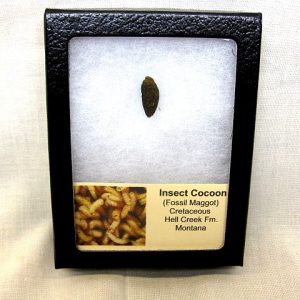 Insect Cocoon (Maggot) #3