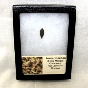 Insect Cocoon (Maggot) #4