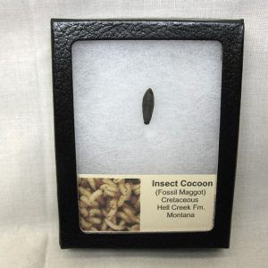 Insect Cocoon (Maggot) #6