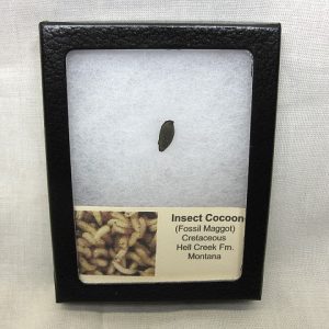 Insect Cocoon (Maggot) #8