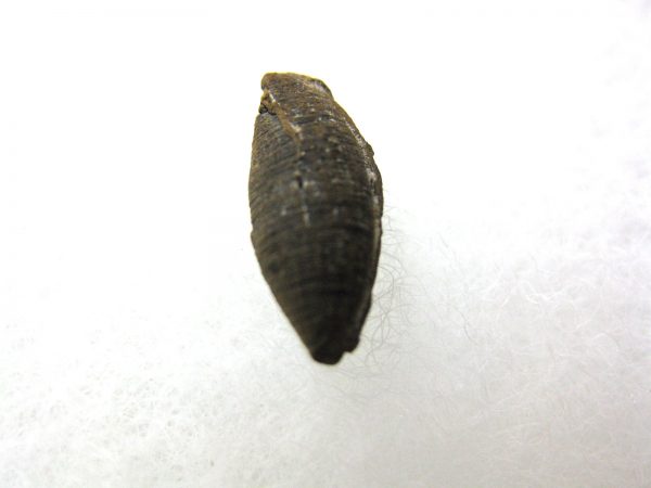 Insect Cocoon (Maggot) #26 - Image 2