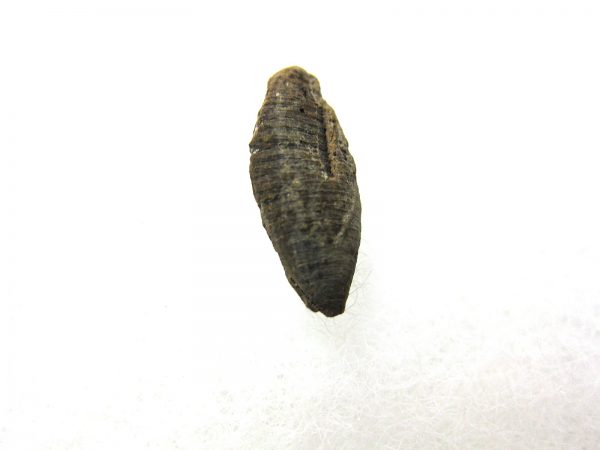 Insect Cocoon (Maggot) #26 - Image 3