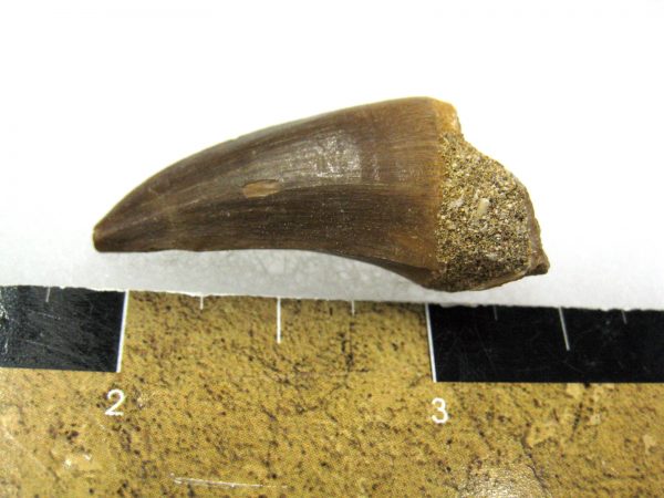 Mosasaurus Reptile Tooth #6 - Image 2