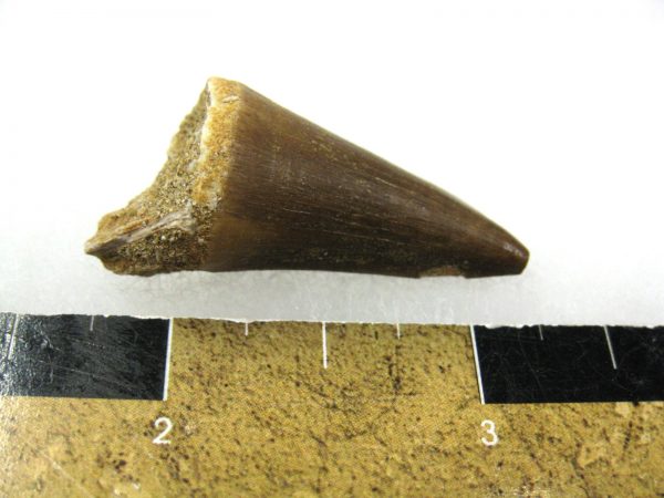 Mosasaurus Reptile Tooth #6 - Image 3