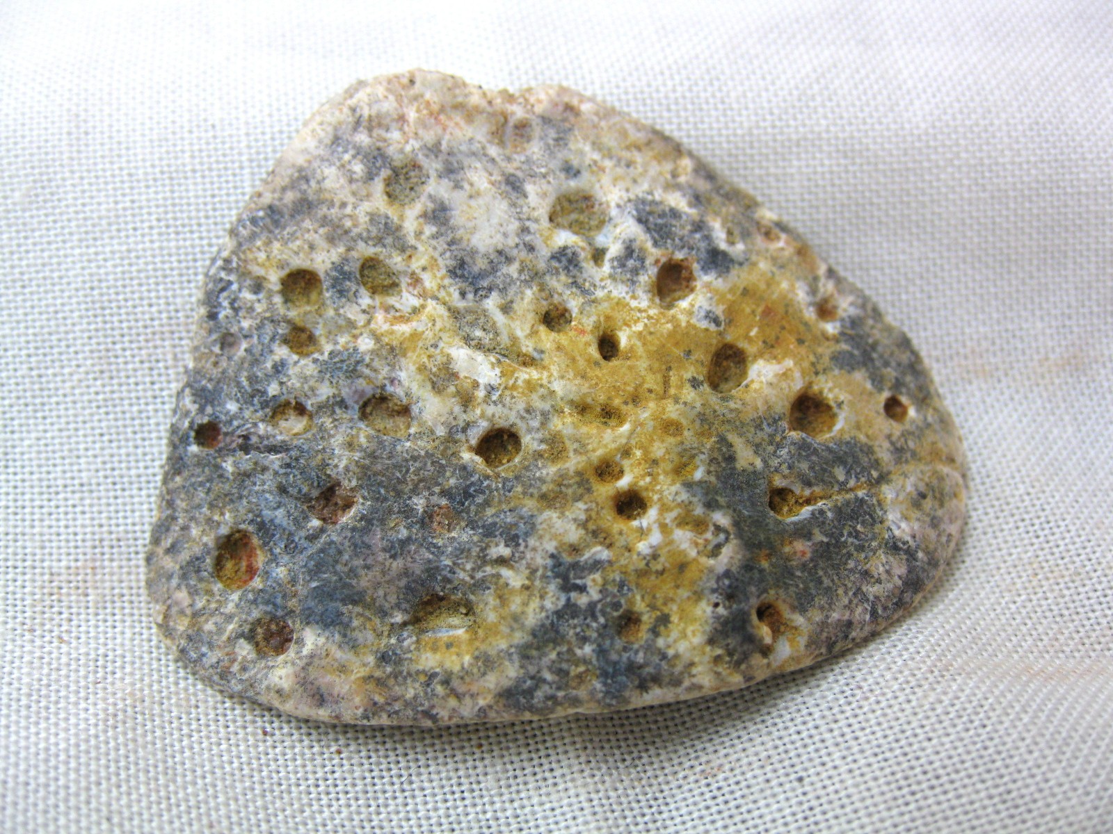 cretaceous-n.-africa-crocodile-scute-3.jpg | Fossils for Sale Genuine Cretaceous Age Fossil Crocodile Scute for Sale from Africa #3