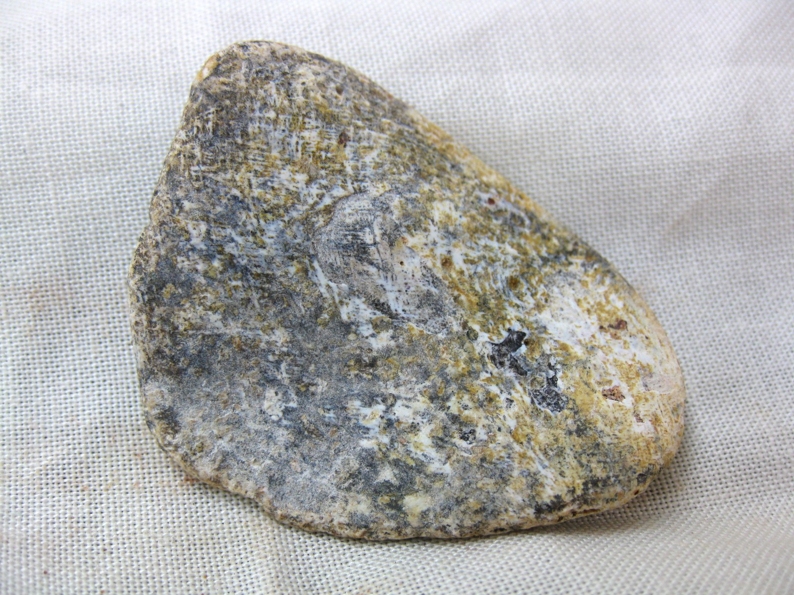 cretaceous-n.-africa-crocodile-scute-3a.jpg | Fossils for Sale Genuine Cretaceous Age Fossil Crocodile Scute for Sale from Africa #3a