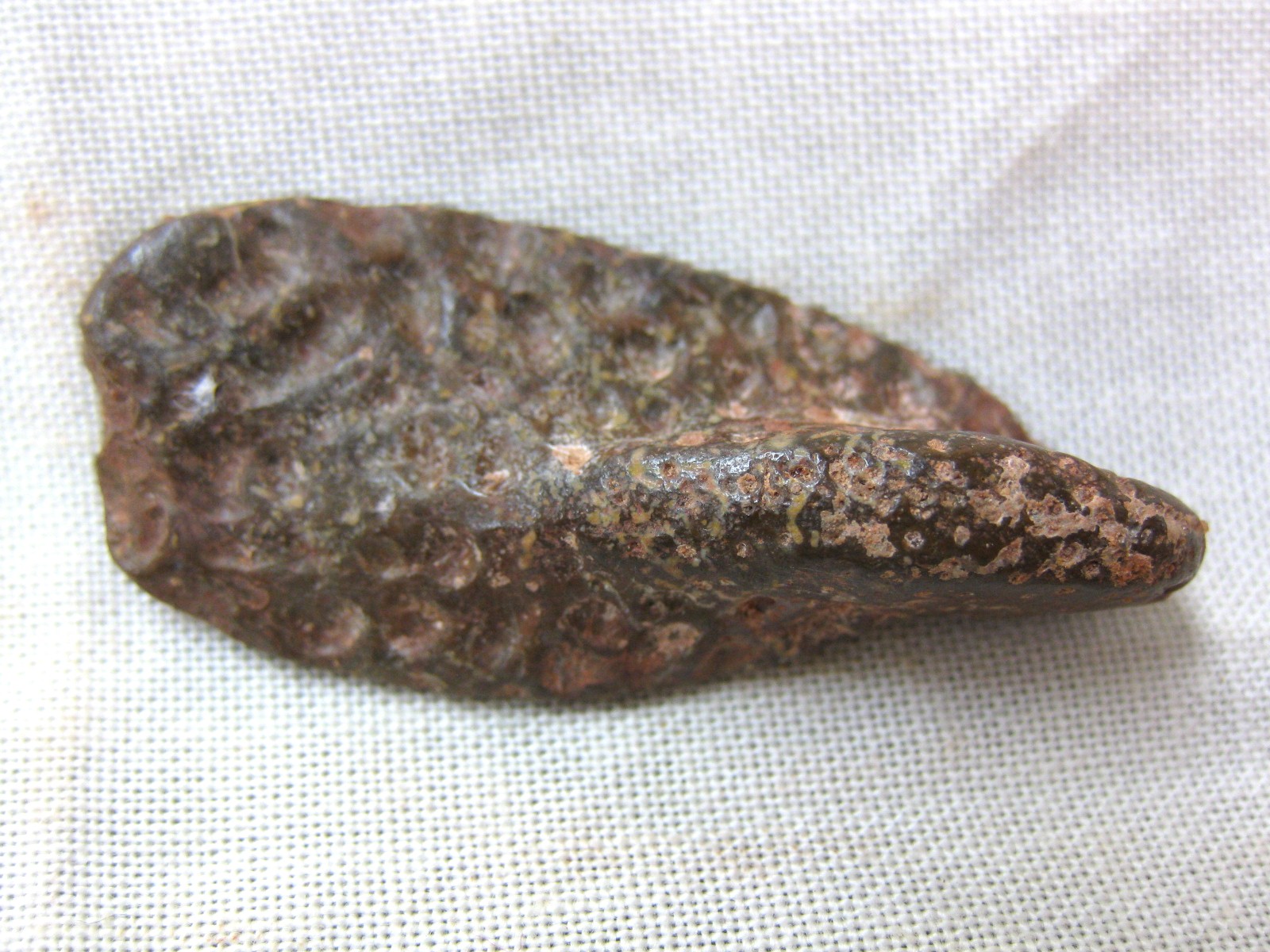 cretaceous-n.-africa-crocodile-scute-5.jpg | Fossils for Sale Genuine Cretaceous Age Fossil Crocodile Scute for Sale from Africa #5