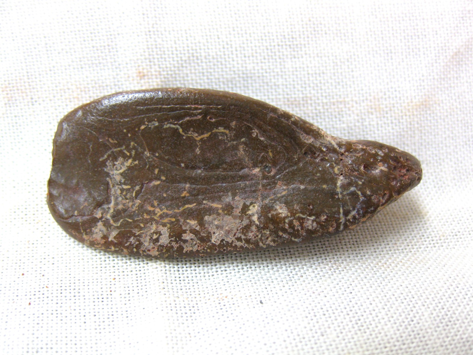 cretaceous-n.-africa-crocodile-scute-5a.jpg | Fossils for Sale Genuine Cretaceous Age Fossil Crocodile Scute for Sale from Africa #5a