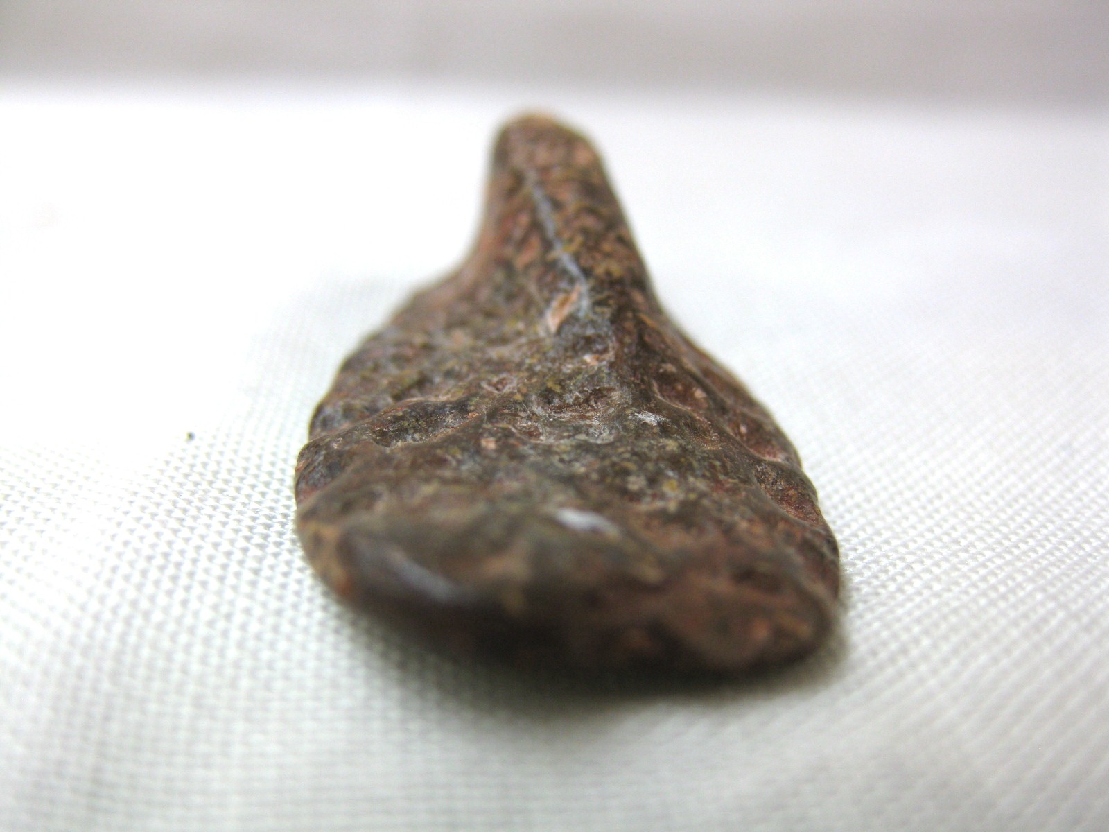 cretaceous-n.-africa-crocodile-scute-5b.jpg | Fossils for Sale Genuine Cretaceous Age Fossil Crocodile Scute for Sale from Africa #5b