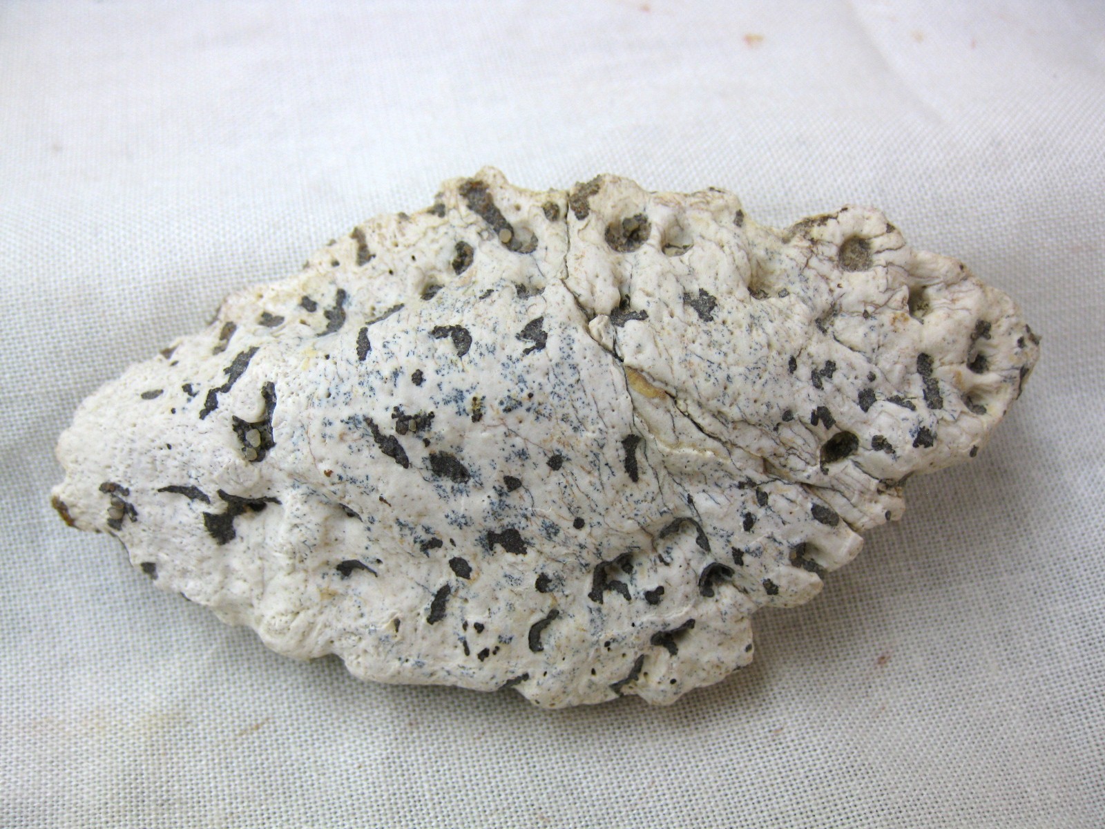 cretaceous-n.-africa-crocodile-scute-8.jpg | Fossils for Sale Genuine Cretaceous Age Fossil Crocodile Scute for Sale from Africa #8