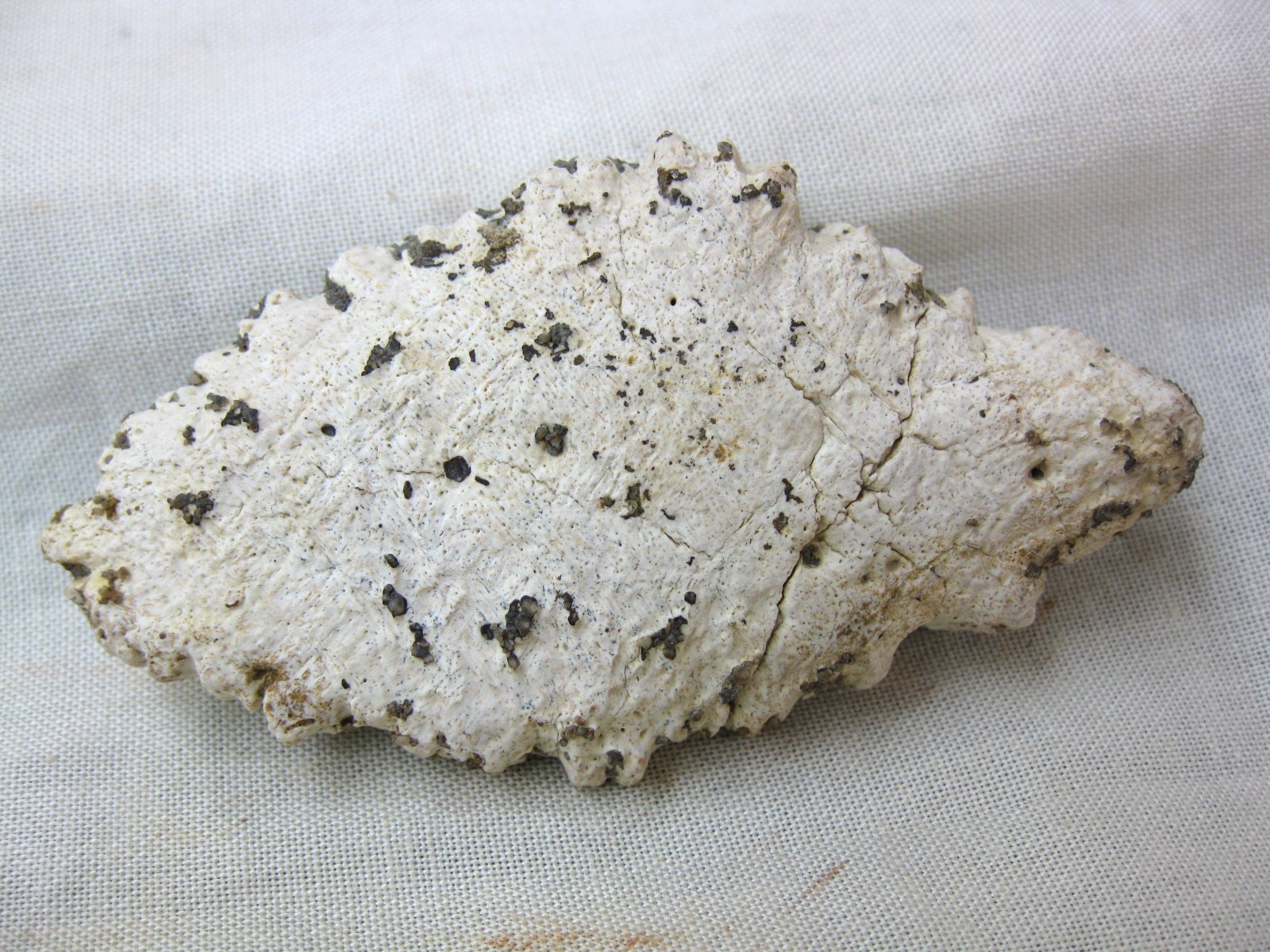 cretaceous-n.-africa-crocodile-scute-8a.jpg | Fossils for Sale Genuine Cretaceous Age Fossil Crocodile Scute for Sale from Africa #8a
