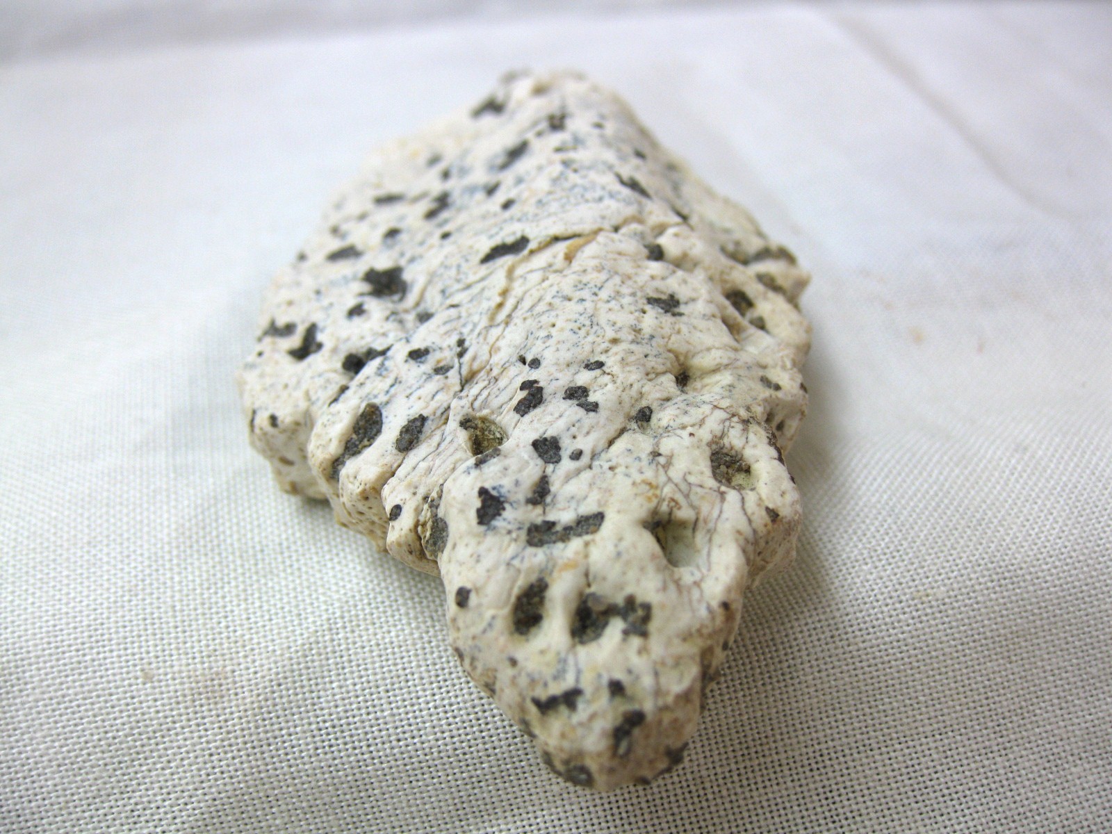 cretaceous-n.-africa-crocodile-scute-8b.jpg | Fossils for Sale Genuine Cretaceous Age Fossil Crocodile Scute for Sale from Africa #8b