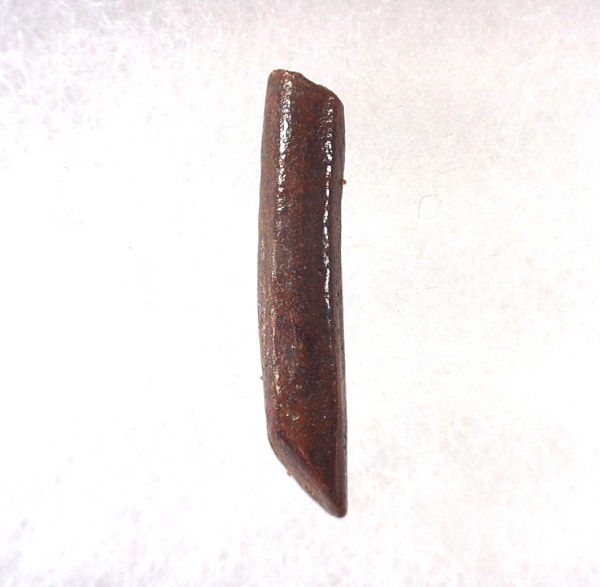 Rebbachisaurus Dinosaur Tooth #13 - Image 2