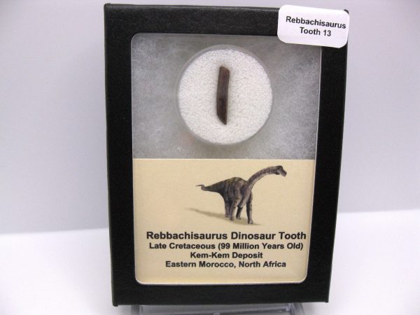 Rebbachisaurus Dinosaur Tooth #13