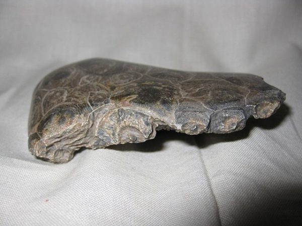Polished Sun Coral  #9 - Image 2