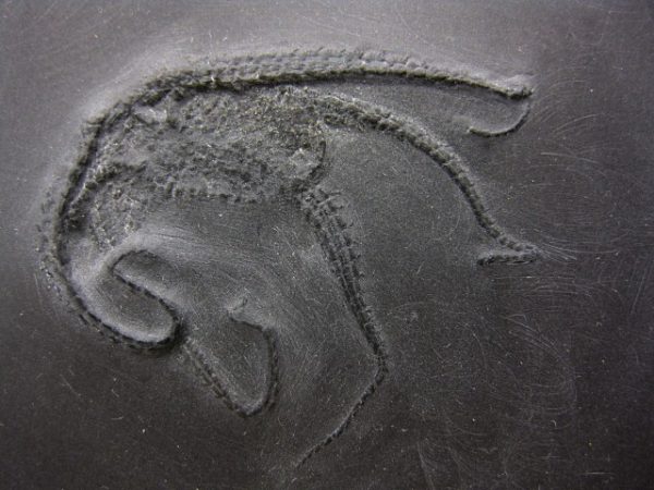 Genuine Devonian Age Bundenbach Taeniaster Brittle Star Fossil for Sale from Germany #2b