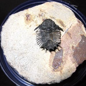 Genuine Lobopyge Trilobite #1 for Sale from Morocco