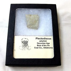 Genuine Devonian Age Plectodiscus Jellyfish Fossil for Sale from Oklahoma #1