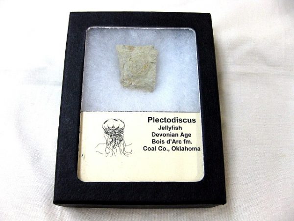 Genuine Devonian Age Plectodiscus Jellyfish Fossil for Sale from Oklahoma #1