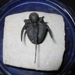 Genuine Otarion Trilobite #1 for Sale from Morocco