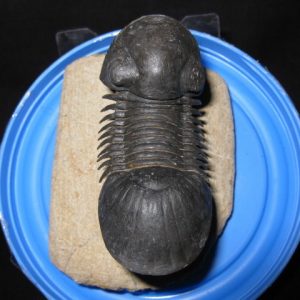 Genuine Devonian Paralajurus Trilobite #1 for Sale from Morocco