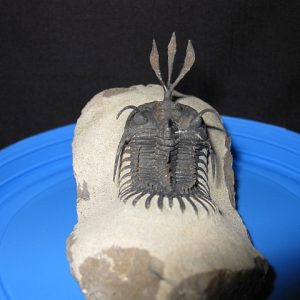 Genuine Walliserops Short-Forked Trident Trilobite #2 for Sale from Morocco