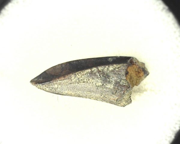 Edmontosaurus Dinosaur Tooth #10 - Image 2