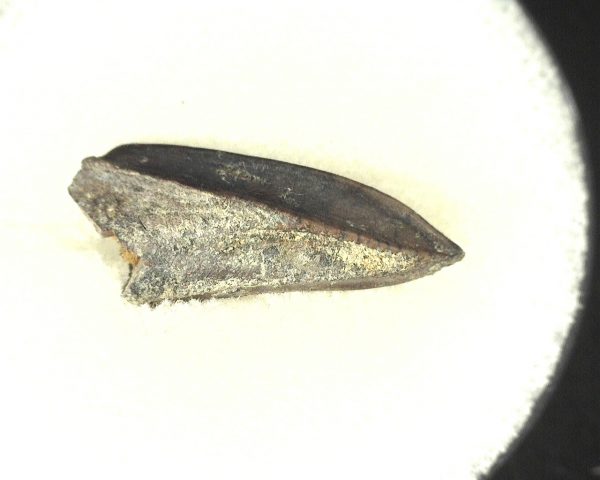 Edmontosaurus Dinosaur Tooth #10 - Image 4