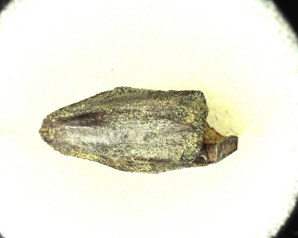 Edmontosaurus Dinosaur Tooth #10 - Image 3