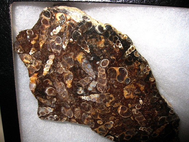 eocene-age-elimia-tenera-turitella-gastropods-1a.jpg | Fossils for Sale