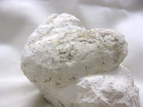 Genuine Eocene Age Fossil Crocodile Egg for Sale from France #3c