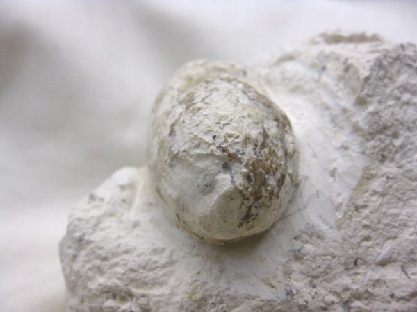 Genuine Eocene Age Fossil Crocodile Egg for Sale from France #3d